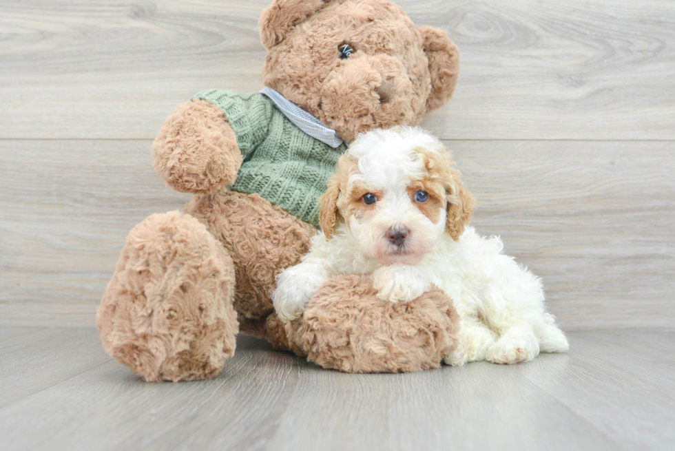 Adorable Pudle Purebred Puppy