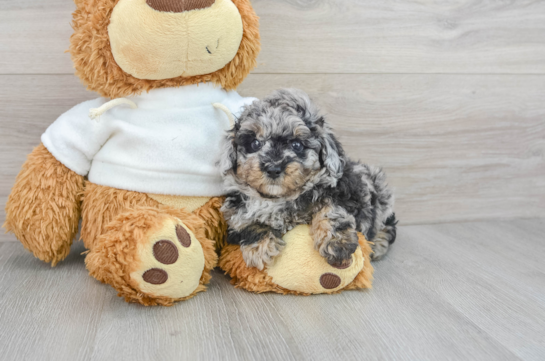 Best Poodle Baby