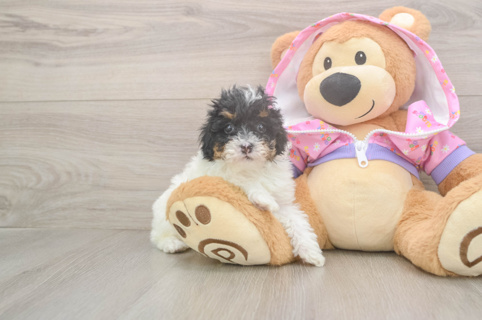 5 week old Poodle Puppy For Sale - Florida Fur Babies