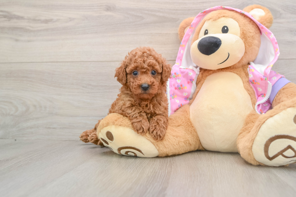 Poodle Pup Being Cute