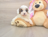8 week old Poodle Puppy For Sale - Florida Fur Babies