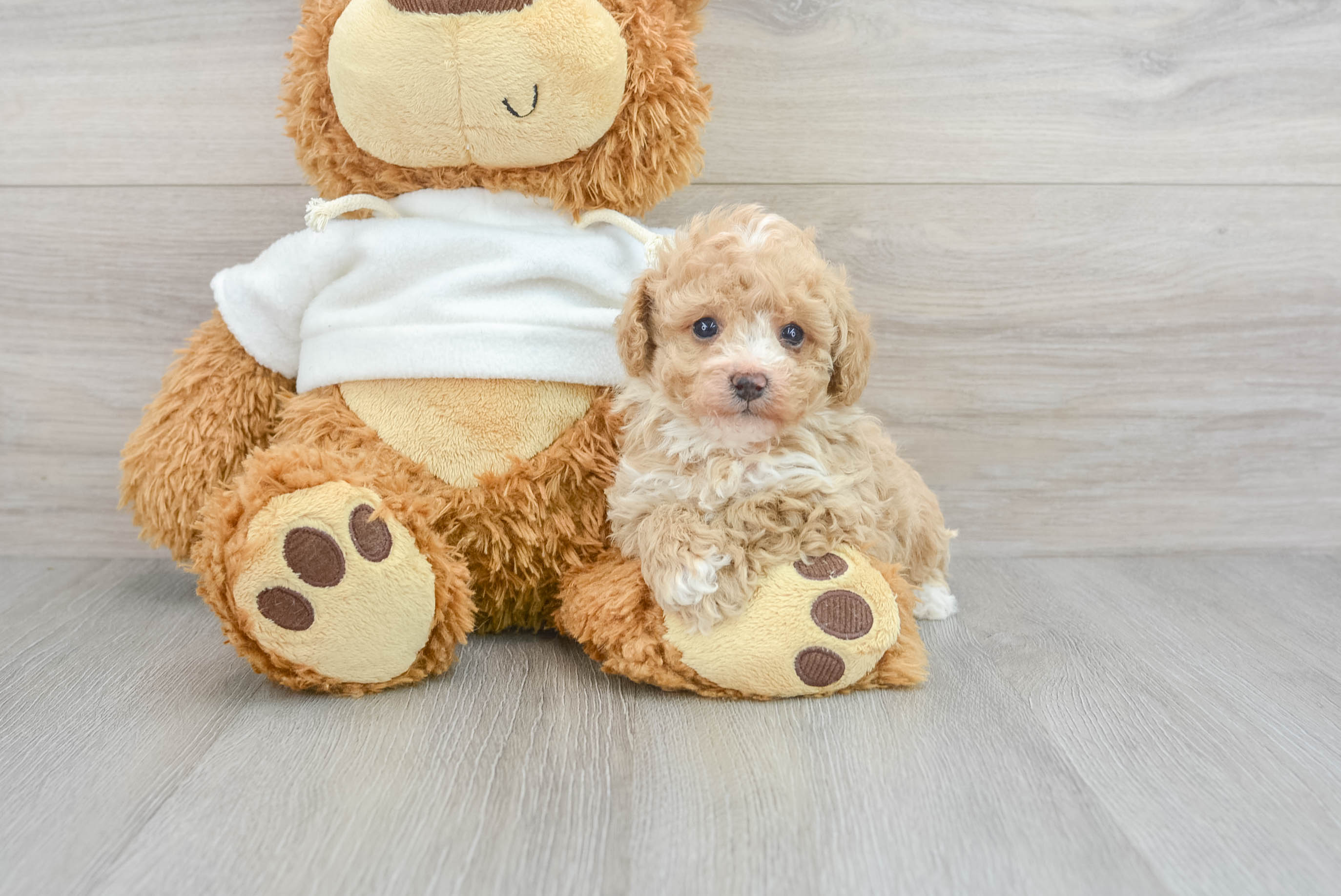 Akc toy outlet poodle