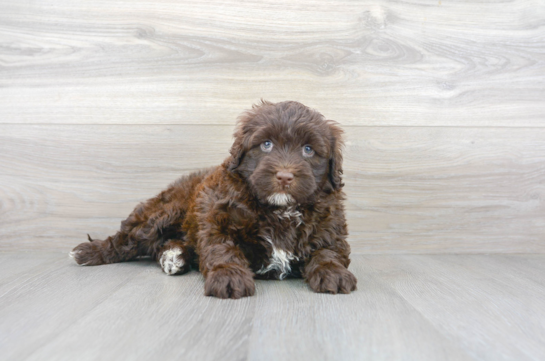 28 week old Portuguese Water Dog Puppy For Sale - Florida Fur Babies