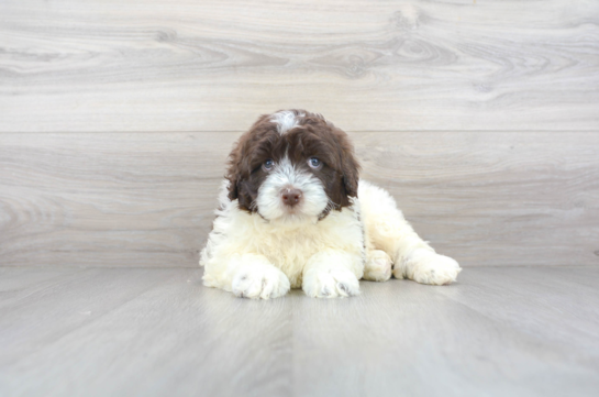 28 week old Portuguese Water Dog Puppy For Sale - Florida Fur Babies