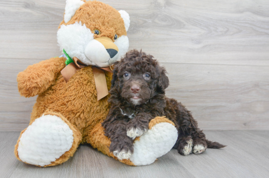 6 week old Portuguese Water Dog Puppy For Sale - Florida Fur Babies