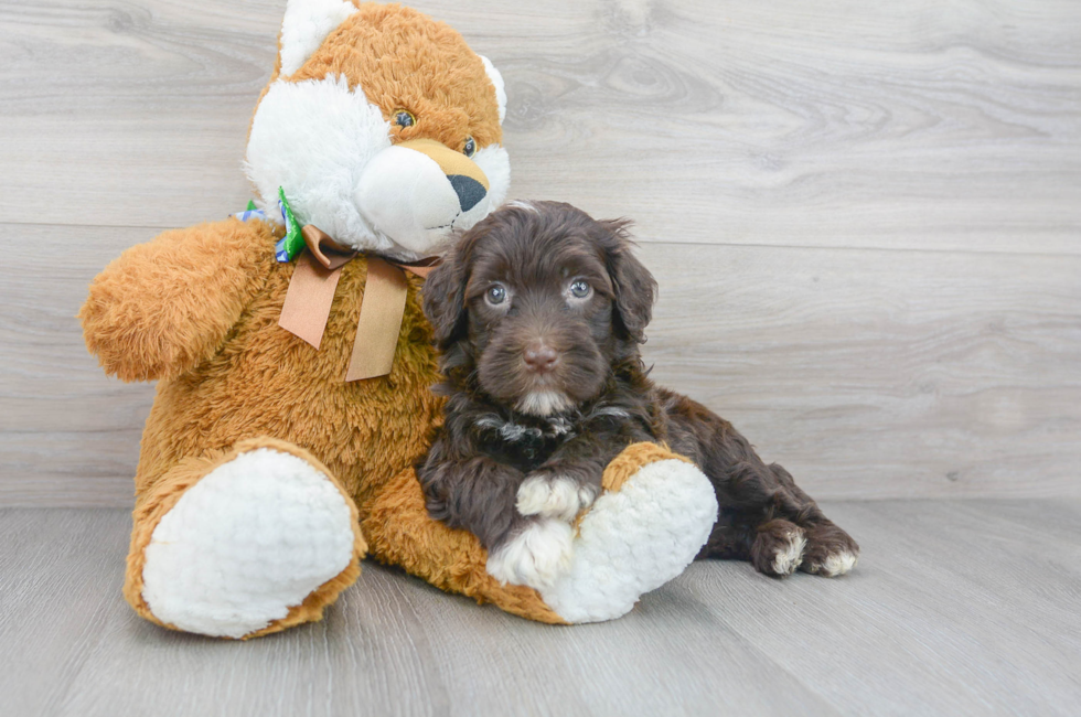 6 week old Portuguese Water Dog Puppy For Sale - Florida Fur Babies