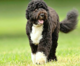 Portuguese Water Dog Puppies For Sale Florida Fur Babies
