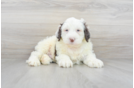 Meet Remy - our Portuguese Water Dog Puppy Photo 2/3 - Florida Fur Babies