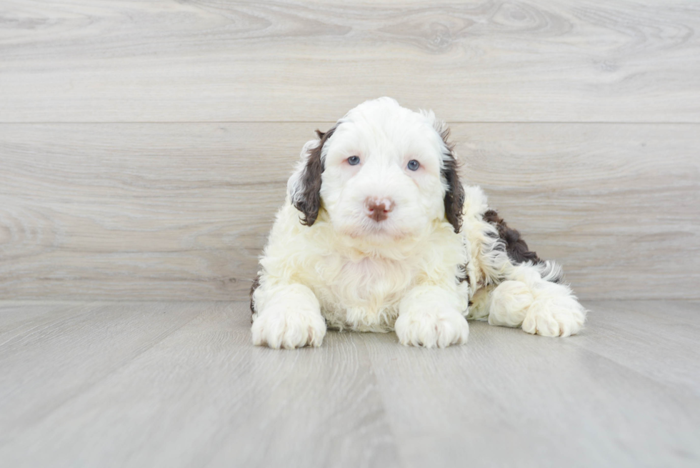 Meet Remy - our Portuguese Water Dog Puppy Photo 1/3 - Florida Fur Babies