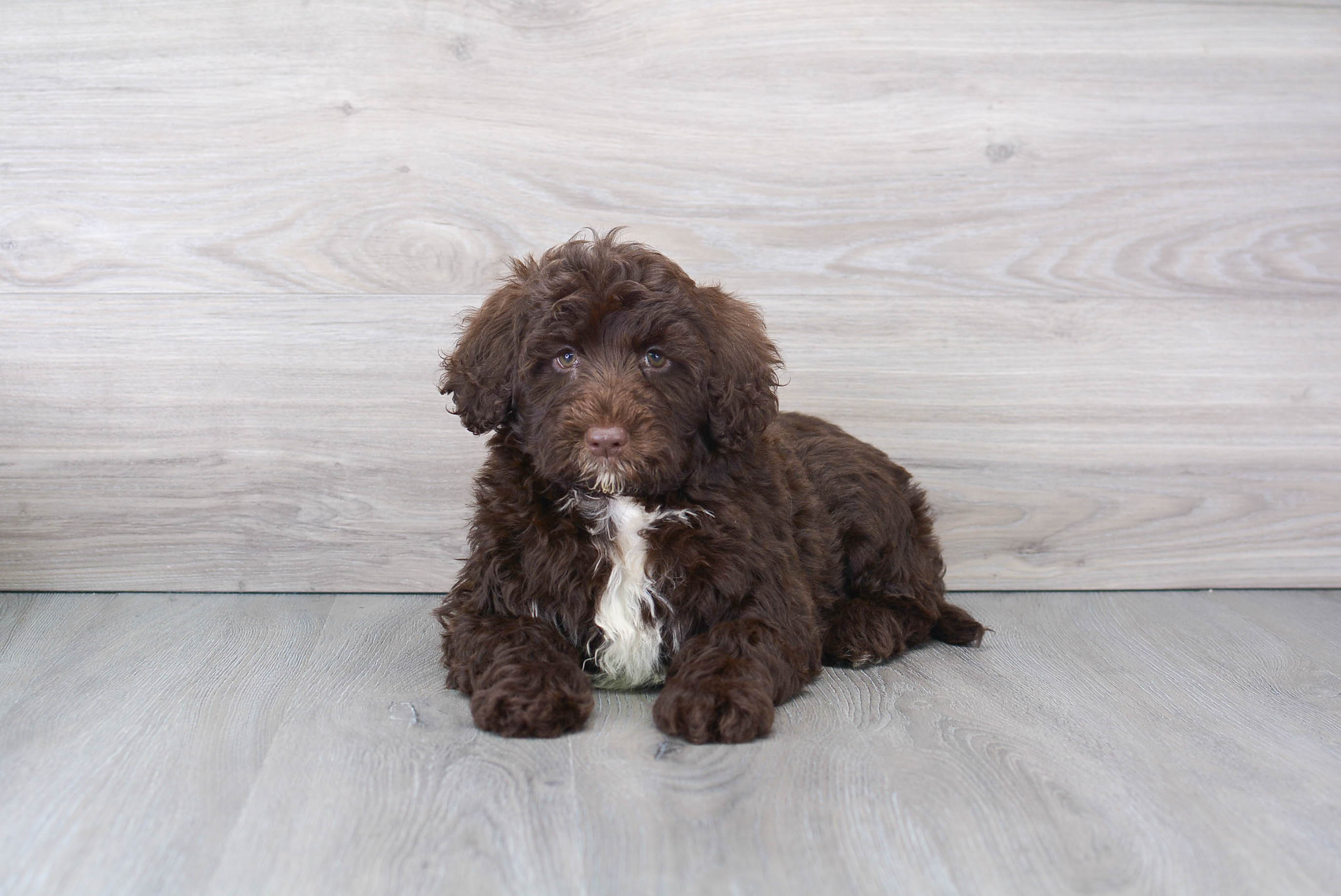 Little Portuguese Water Dog Purebred Pup