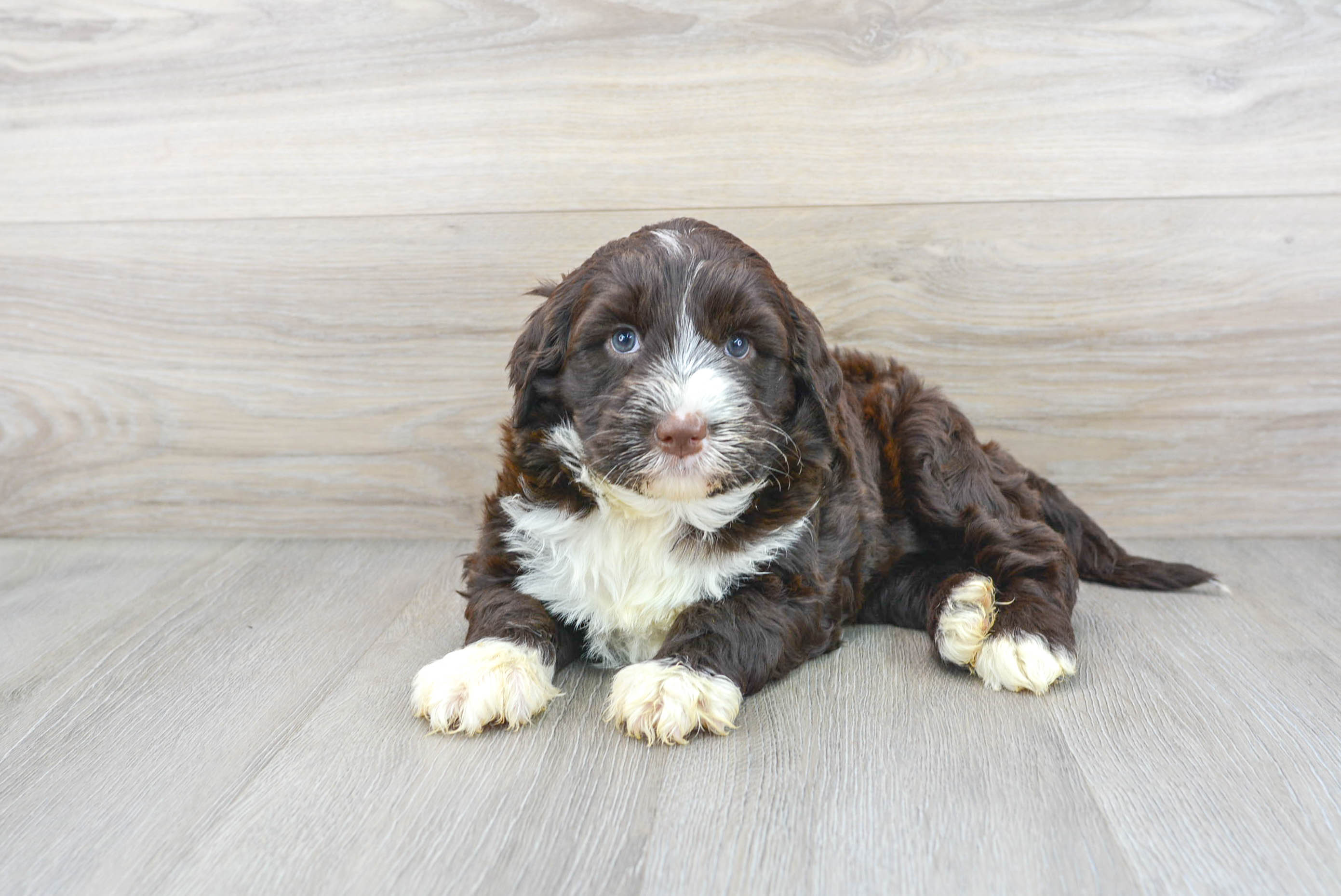 Cute Portuguese Water Dog Purebred Puppy
