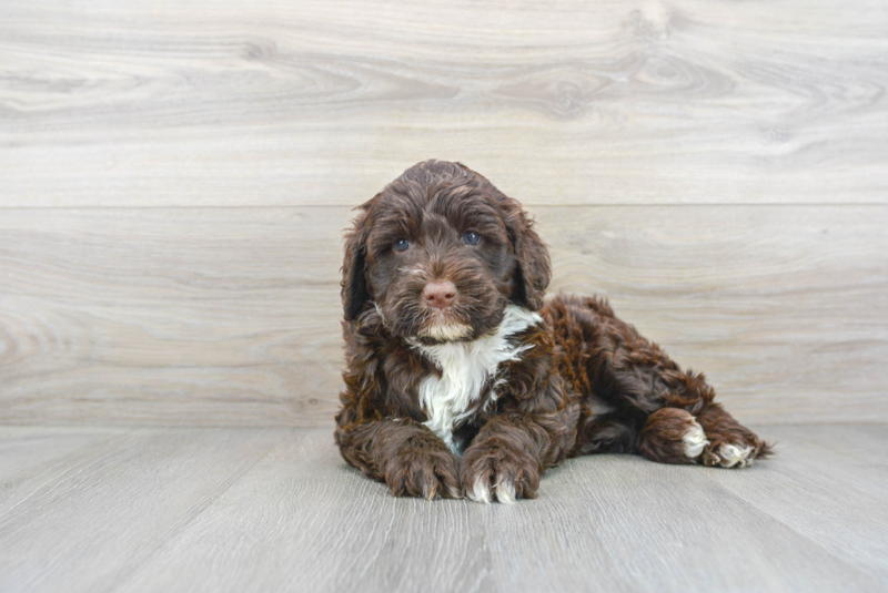 Meet Roxy - our Portuguese Water Dog Puppy Photo 2/3 - Florida Fur Babies