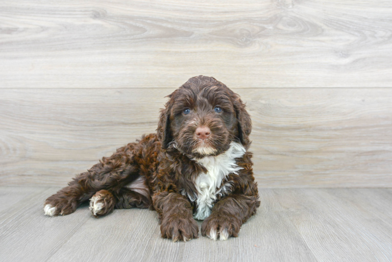 Meet Roxy - our Portuguese Water Dog Puppy Photo 1/3 - Florida Fur Babies