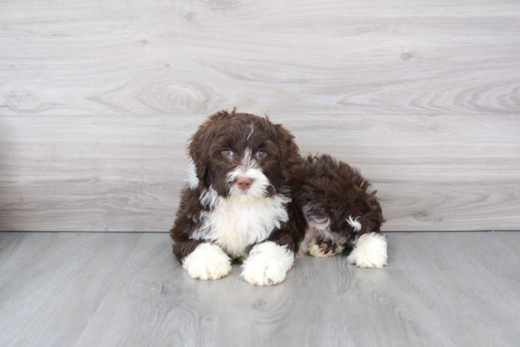 Cute Portuguese Water Dog Baby