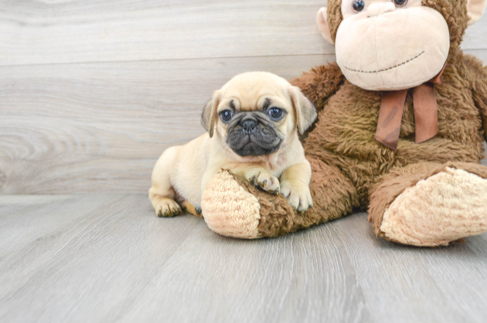 8 week old Pug Puppy For Sale - Florida Fur Babies