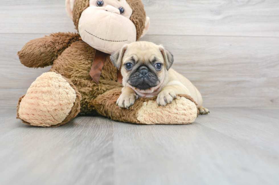 8 week old Pug Puppy For Sale - Florida Fur Babies