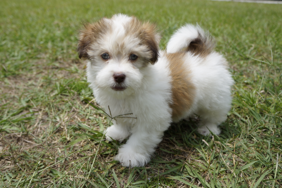 Havanese Pup Being Cute