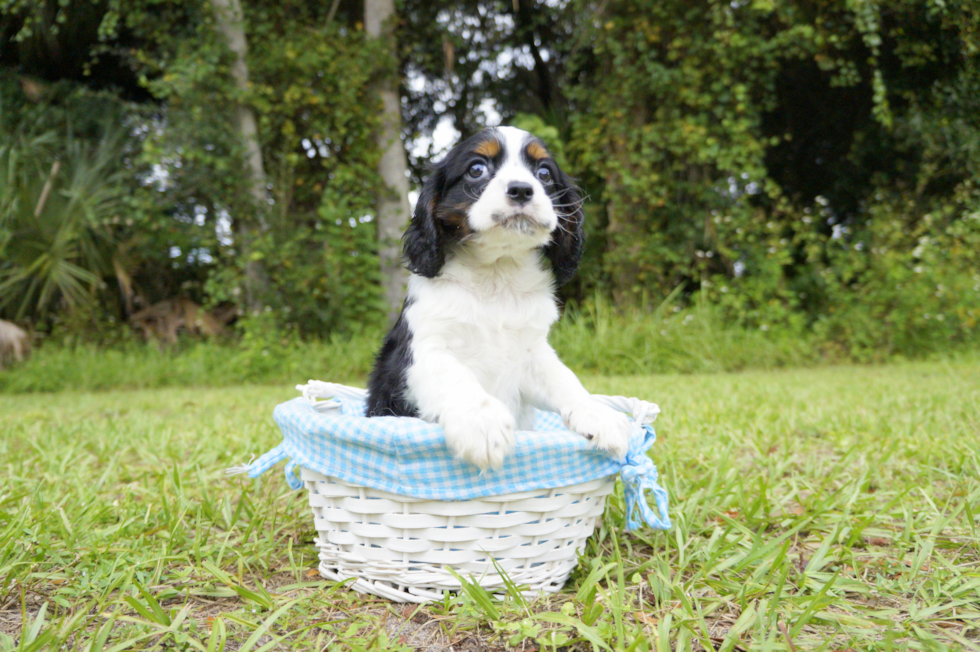 Meet Charles - our Cavalier King Charles Spaniel Puppy Photo 1/5 - Florida Fur Babies
