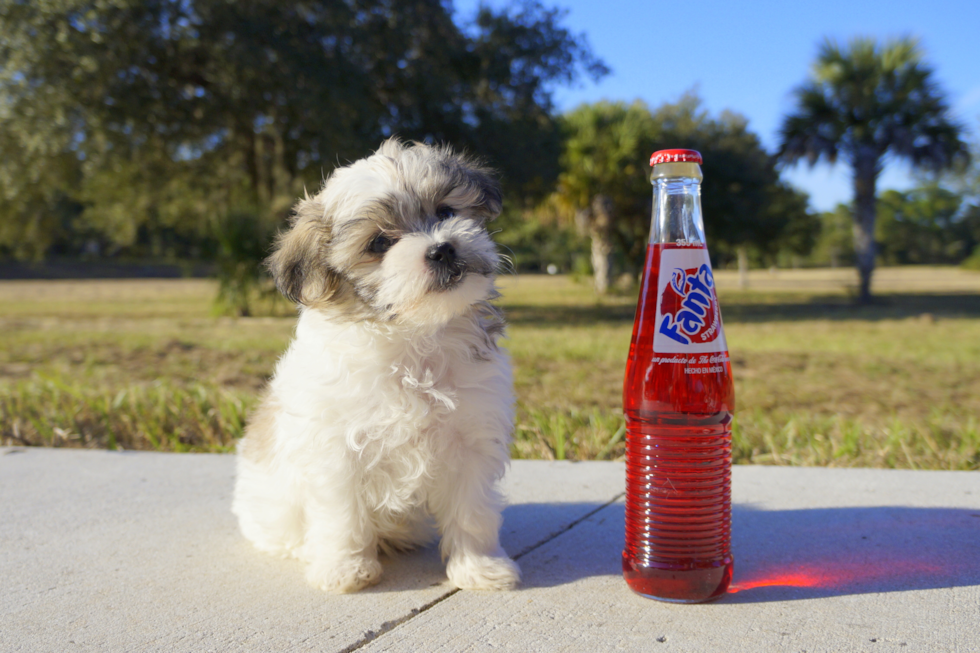 Meet Tommy - our Teddy Bear Puppy Photo 1/6 - Florida Fur Babies