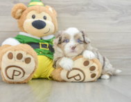 5 week old Saussie Puppy For Sale - Florida Fur Babies