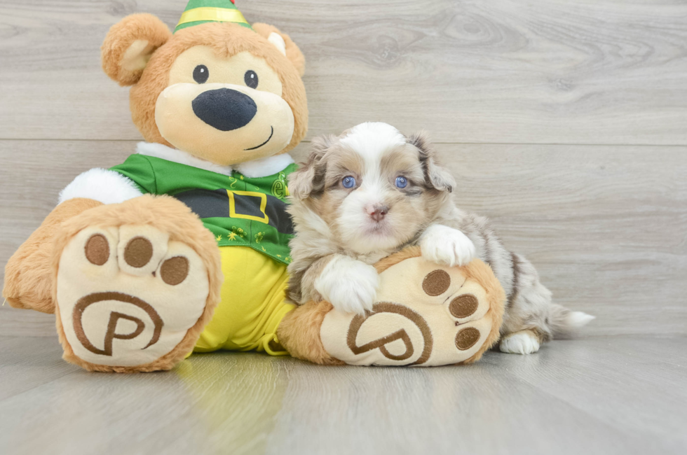 5 week old Saussie Puppy For Sale - Florida Fur Babies