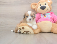 5 week old Saussie Puppy For Sale - Florida Fur Babies