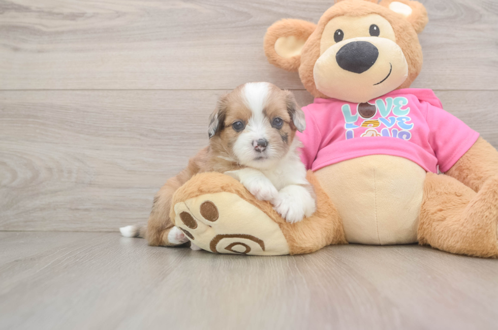 5 week old Saussie Puppy For Sale - Florida Fur Babies
