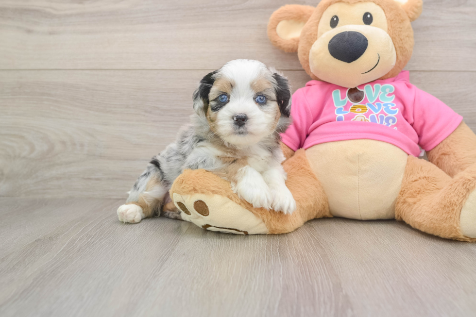 Best Saussie Baby