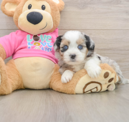 5 week old Saussie Puppy For Sale - Florida Fur Babies