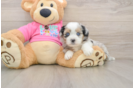 Cute Saussie Baby