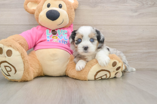 Cute Saussie Baby
