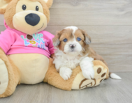 6 week old Saussie Puppy For Sale - Florida Fur Babies