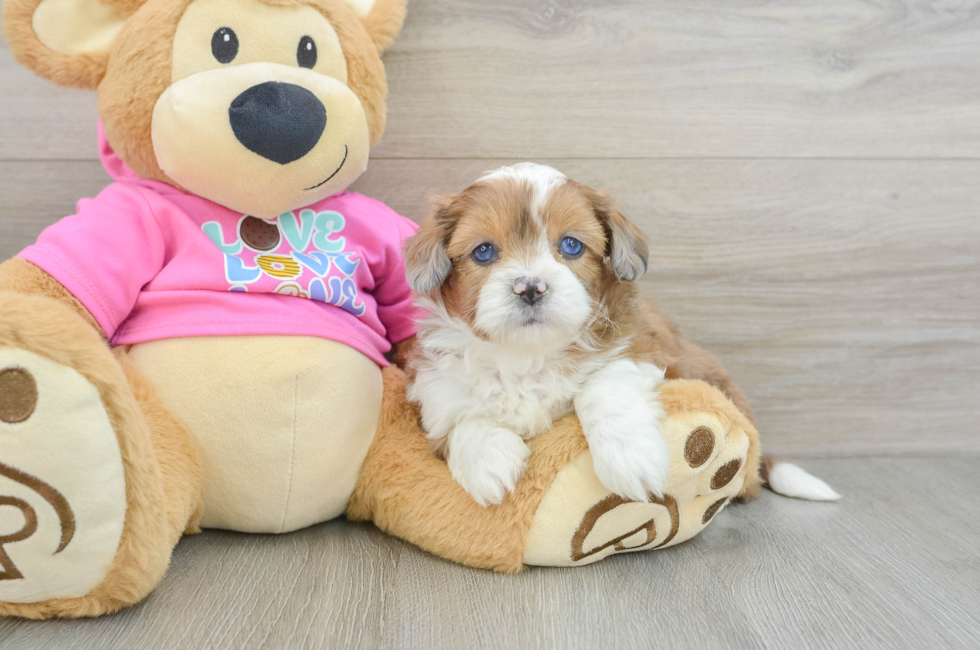 6 week old Saussie Puppy For Sale - Florida Fur Babies