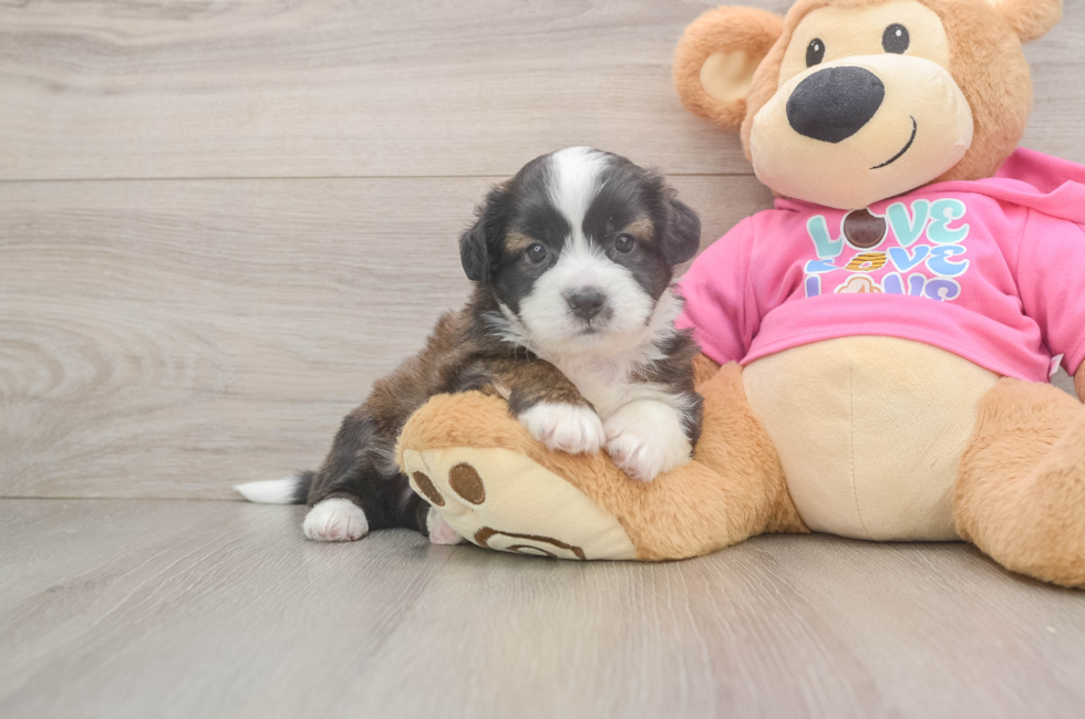 5 week old Saussie Puppy For Sale - Florida Fur Babies