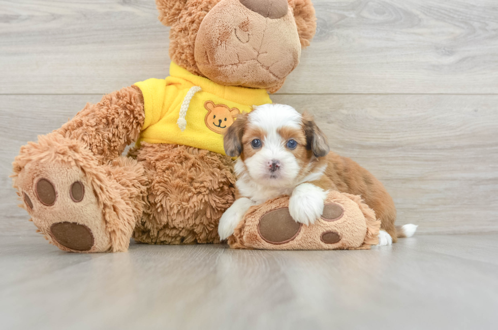 5 week old Saussie Puppy For Sale - Florida Fur Babies