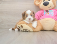 5 week old Saussie Puppy For Sale - Florida Fur Babies