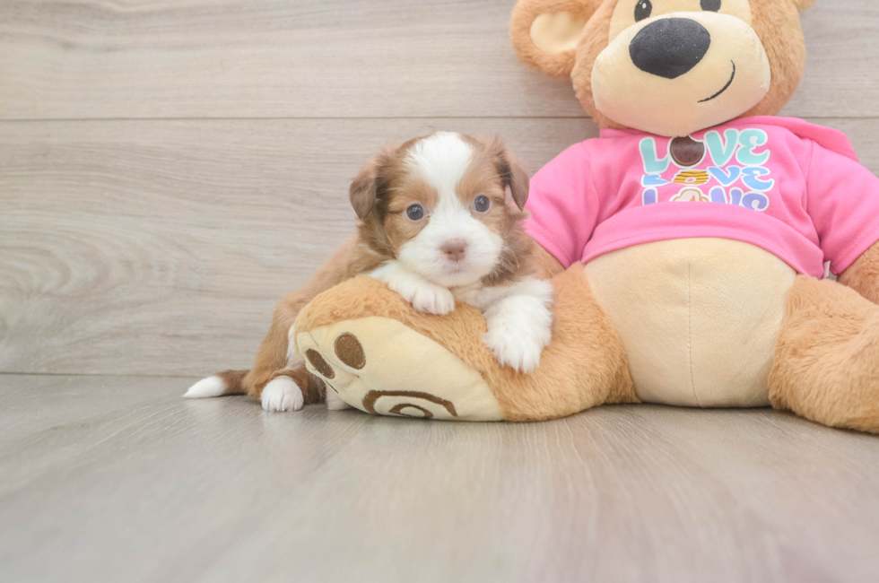 5 week old Saussie Puppy For Sale - Florida Fur Babies