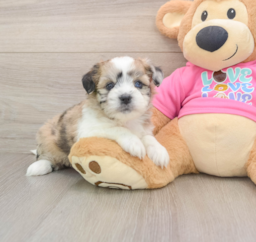 5 week old Saussie Puppy For Sale - Florida Fur Babies