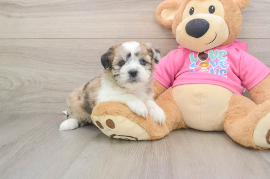 Saussie Pup Being Cute