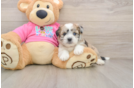 Saussie Pup Being Cute