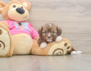 6 week old Saussie Puppy For Sale - Florida Fur Babies