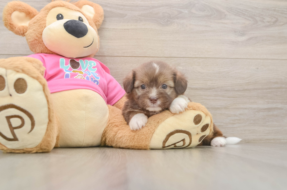 5 week old Saussie Puppy For Sale - Florida Fur Babies