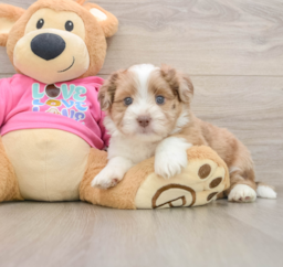 7 week old Saussie Puppy For Sale - Florida Fur Babies