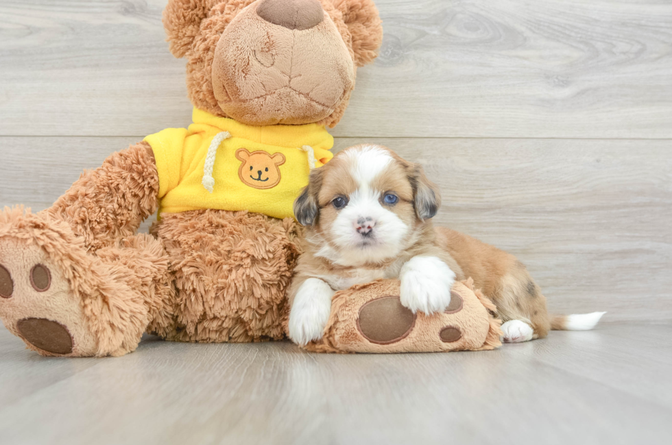 5 week old Saussie Puppy For Sale - Florida Fur Babies