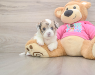 5 week old Saussie Puppy For Sale - Florida Fur Babies