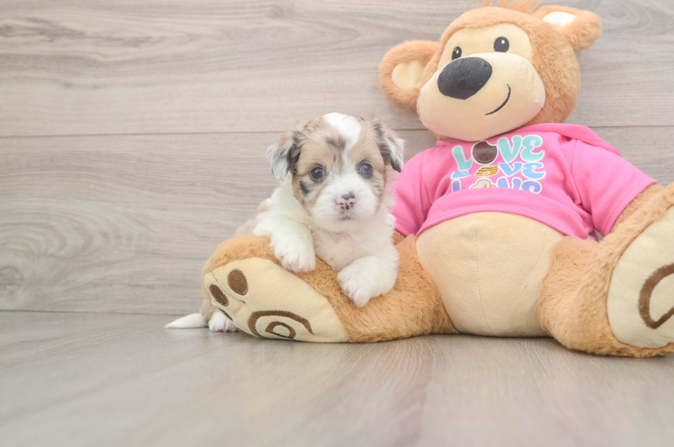 5 week old Saussie Puppy For Sale - Florida Fur Babies
