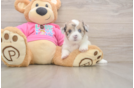Saussie Pup Being Cute