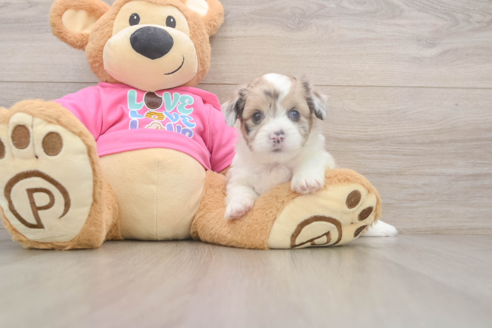 Saussie Pup Being Cute