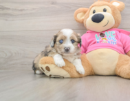 5 week old Saussie Puppy For Sale - Florida Fur Babies