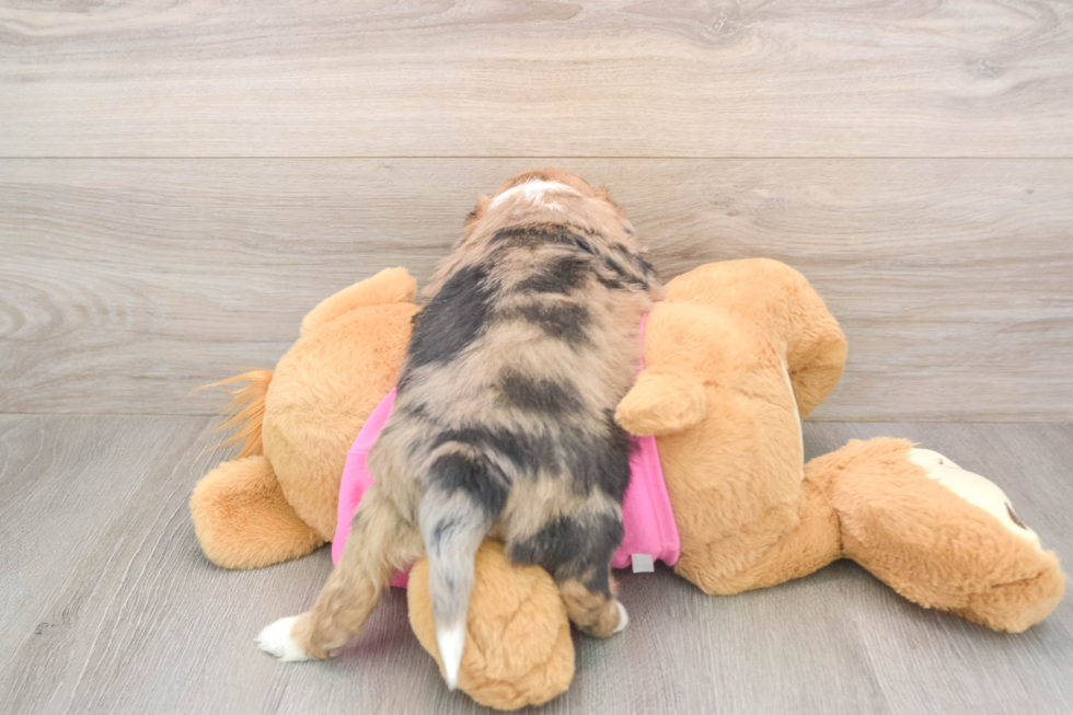 Cute Ausstzu Designer Puppy